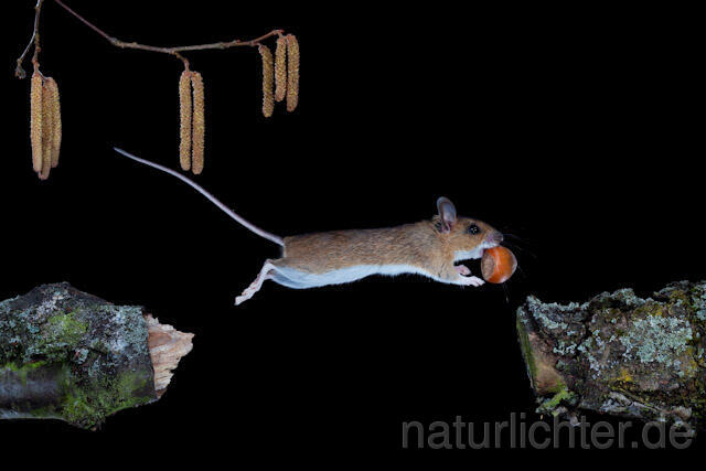 R5901 Gelbhalsmaus im Sprung, Yellow-necked Mouse jumping - Christoph Robiller