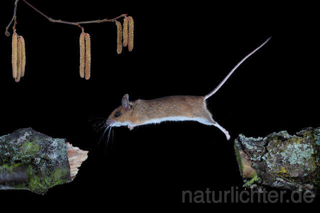 R5903 Gelbhalsmaus im Sprung, Yellow-necked Mouse jumping - Christoph Robiller