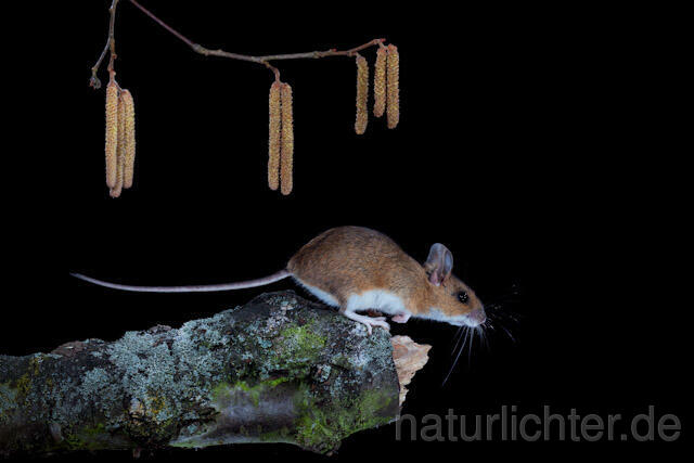 R5904 Gelbhalsmaus,  Yellow-necked Mouse - Christoph Robiller