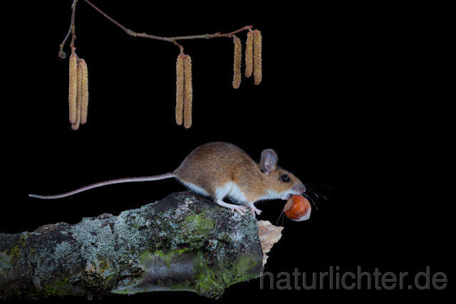 R5905 Gelbhalsmaus, Yellow-necked Mouse - Christoph Robiller