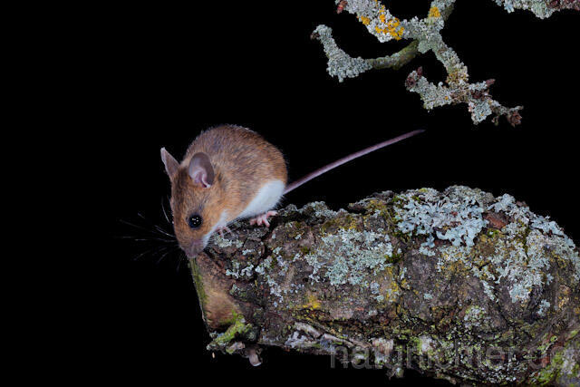 R5908 Gelbhalsmaus, Yellow-necked Mouse - Christoph Robiller