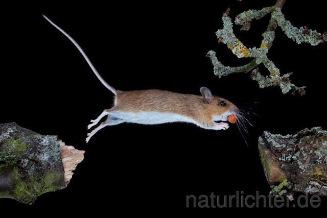 R5919 Gelbhalsmaus im Sprung, Yellow-necked Mouse jumping - Christoph Robiller