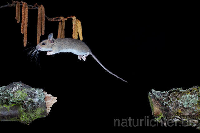 R5932 Waldmaus im Sprung, Wood Mouse jumping - Christoph Robiller