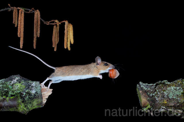 R5934  Gelbhalsmaus im Sprung, Yellow-necked Mouse jumping - Christoph Robiller