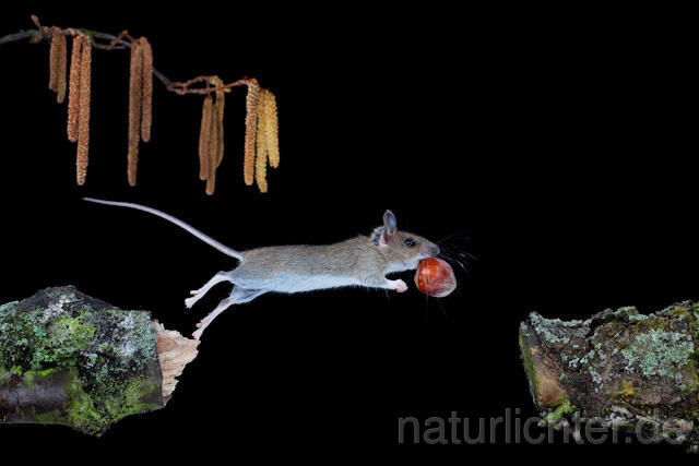 R5936 Waldmaus im Sprung, Wood Mouse jumping - Christoph Robiller