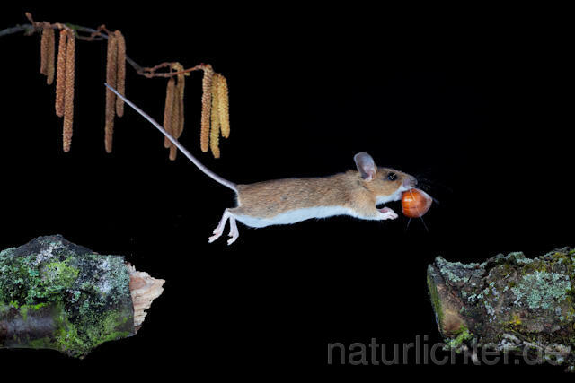 R5938  Gelbhalsmaus im Sprung, Yellow-necked Mouse jumping - Christoph Robiller