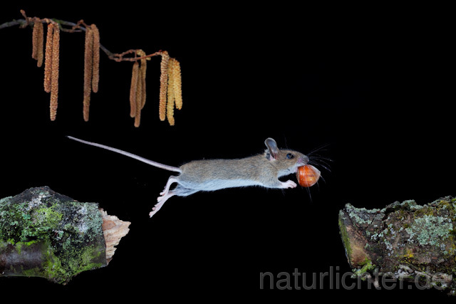 R5939  Waldmaus im Sprung, Wood Mouse jumping - Christoph Robiller