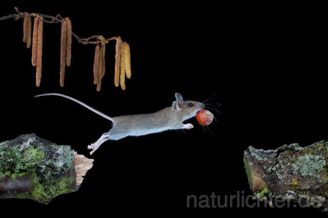 R5940 Waldmaus im Sprung, Wood Mouse jumping - Christoph Robiller