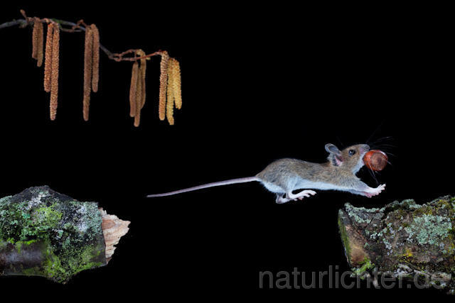 R5941 Waldmaus im Sprung, Wood Mouse jumping - Christoph Robiller