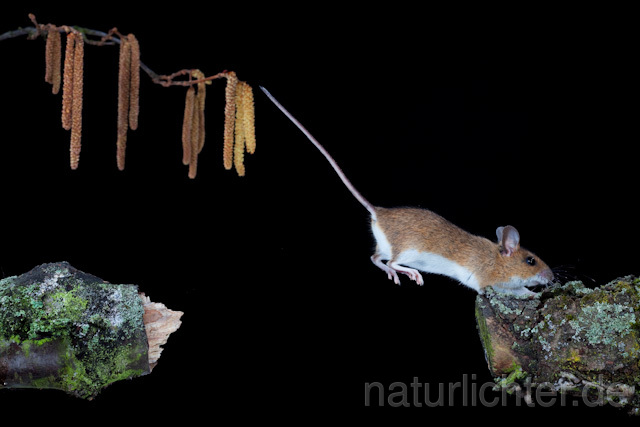 R5943 Gelbhalsmaus im Sprung, Yellow-necked Mouse jumping - Christoph Robiller