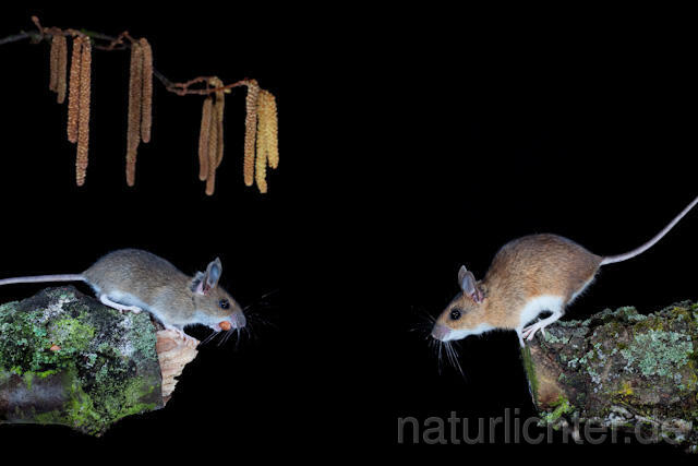 R5945 Gelbhalsmaus, Waldmaus, Yellow-necked Mouse, Wood Mouse - Christoph Robiller