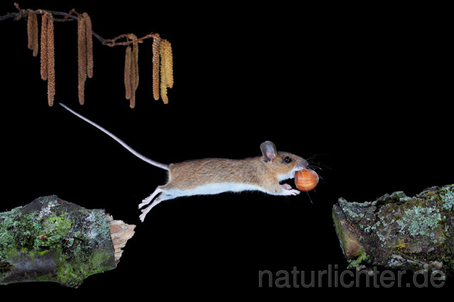 R5947 Gelbhalsmaus im Sprung, Yellow-necked Mouse jumping - Christoph Robiller