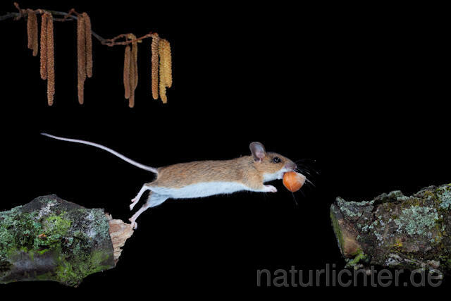 R5949 Gelbhalsmaus im Sprung, Yellow-necked Mouse jumping - Christoph Robiller