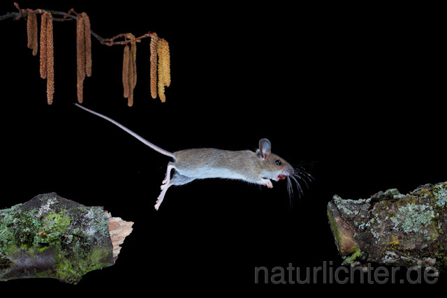 R5950 Waldmaus im Sprung, Wood Mouse jumping - Christoph Robiller