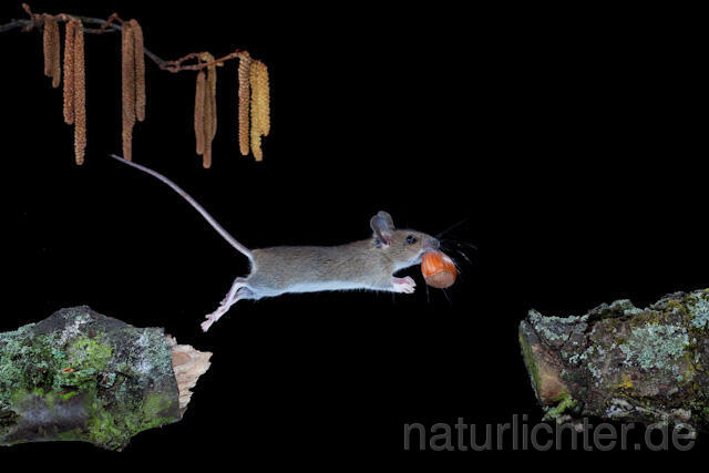 R5953 Waldmaus im Sprung, Wood Mouse jumping - Christoph Robiller
