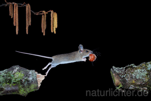 R5954 Waldmaus im Sprung, Wood Mouse jumping - Christoph Robiller