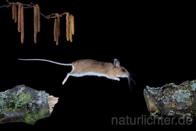 R5957 Gelbhalsmaus im Sprung, Yellow-necked Mouse jumping - Christoph Robiller