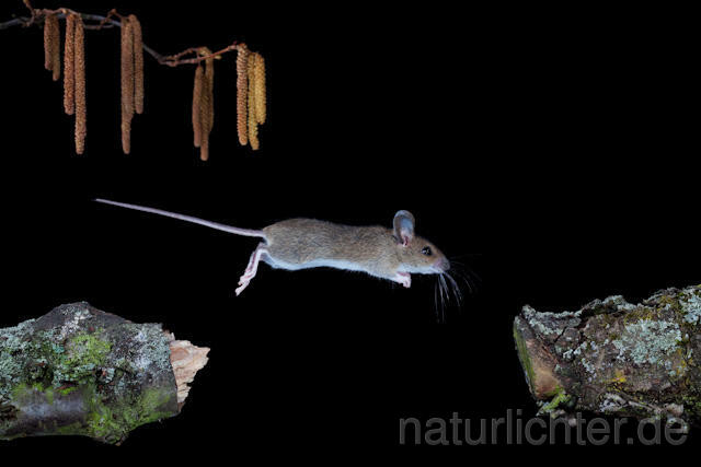 R5958 Waldmaus im Sprung, Wood Mouse jumping - Christoph Robiller