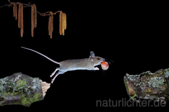 R5960 Waldmaus im Sprung, Wood Mouse jumping - Christoph Robiller