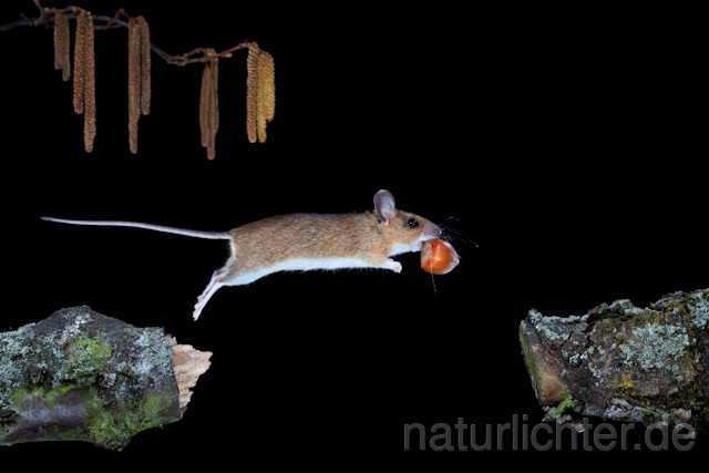 R5962 Gelbhalsmaus im Sprung, Yellow-necked Mouse jumping - Christoph Robiller