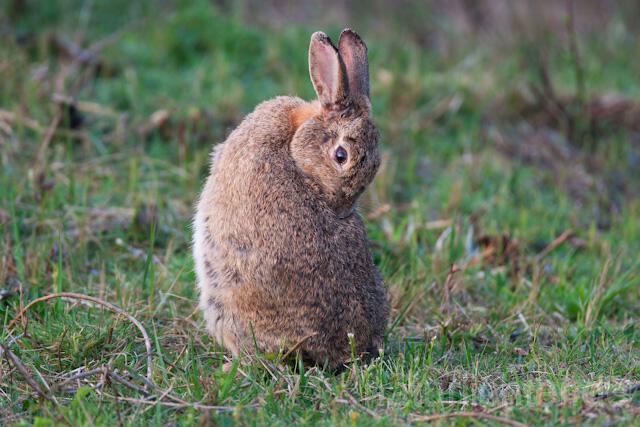R6285 Wildkaninchen, European Rabbit - Christoph Robiller