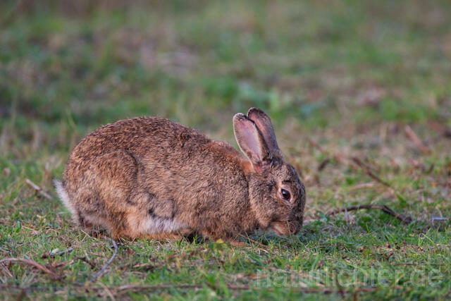 R6287 Wildkaninchen, European Rabbit - Christoph Robiller