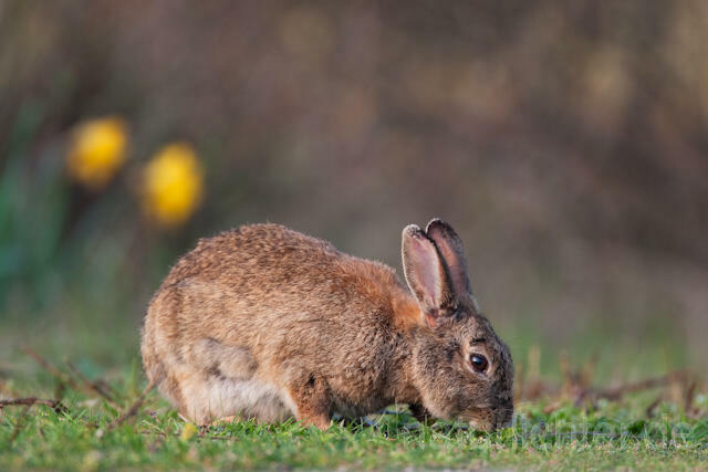 R6294 Wildkaninchen, European Rabbit - Christoph Robiller