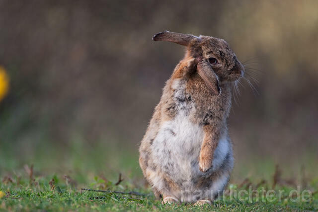 R6296 Wildkaninchen, European Rabbit - Christoph Robiller