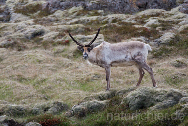 R6797 Rentier, Reindeer, Island - Christoph Robiller