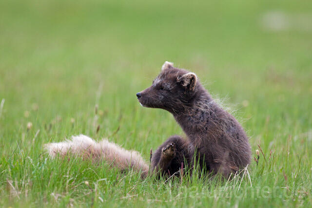 R7099 Polarfuchs, Arctic fox - Christoph Robiller