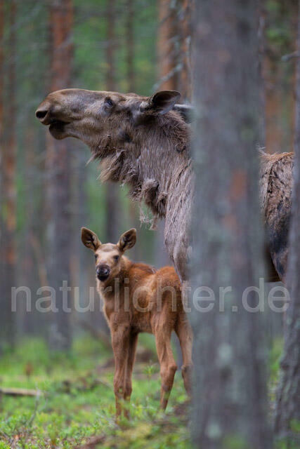 R7707 Elch mit Jungtier, Moose calf, Eurasian elk - Christoph Robiller