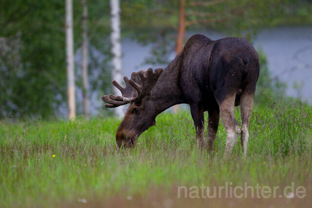 R7713 Elch, Moose, Eurasian elk - Christoph Robiller