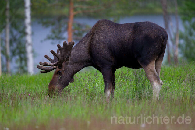 R7715 Elch, Moose, Eurasian elk - Christoph Robiller
