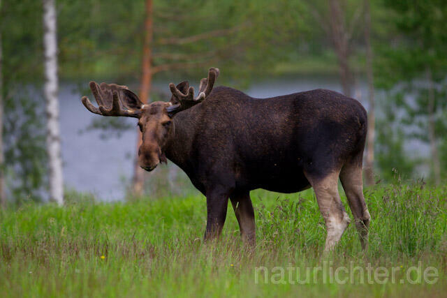 R7716 Elch, Moose, Eurasian elk - Christoph Robiller