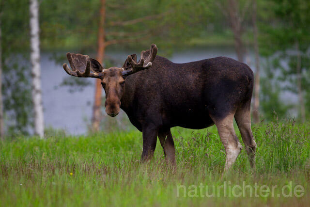 R7717 Elch, Moose, Eurasian elk - Christoph Robiller