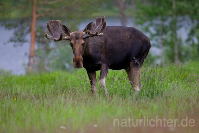 R7719 Elch, Moose, Eurasian elk - Christoph Robiller