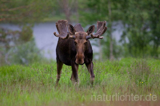 R7720 Elch, Moose, Eurasian elk - Christoph Robiller