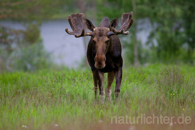 R7721 Elch, Moose, Eurasian elk - Christoph Robiller