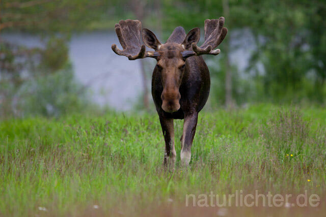 R7722 Elch, Moose, Eurasian elk - Christoph Robiller