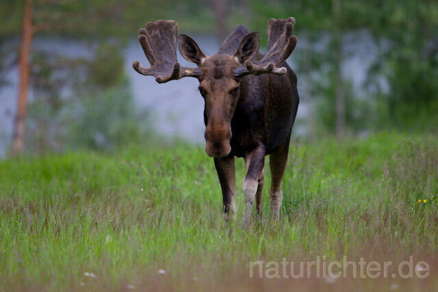 R7723 Elch, Moose, Eurasian elk - Christoph Robiller
