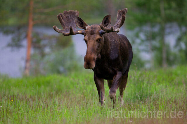 R7725 Elch, Moose, Eurasian elk - Christoph Robiller