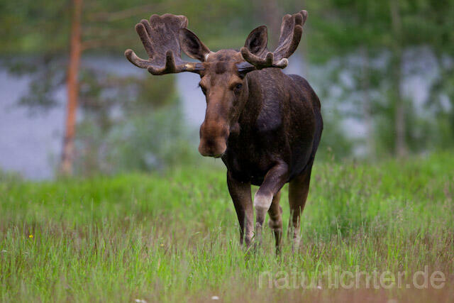 R7726 Elch, Moose, Eurasian elk - Christoph Robiller