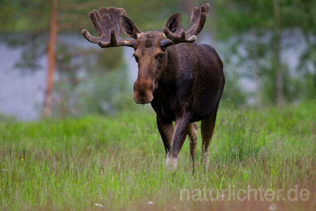 R7727 Elch, Moose, Eurasian elk - Christoph Robiller