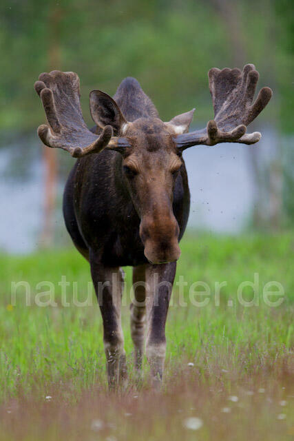 R7728 Elch, Moose, Eurasian elk - Christoph Robiller