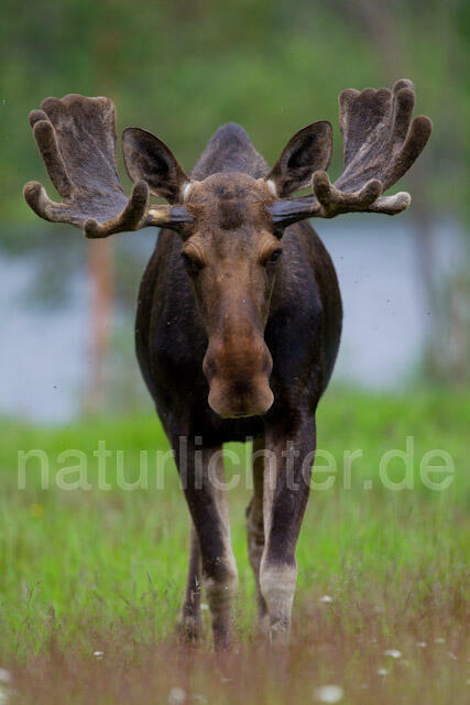 R7729 Elch, Moose, Eurasian elk - Christoph Robiller