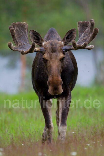 R7730 Elch, Moose, Eurasian elk - Christoph Robiller