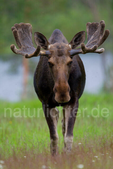 R7731 Elch, Moose, Eurasian elk - Christoph Robiller