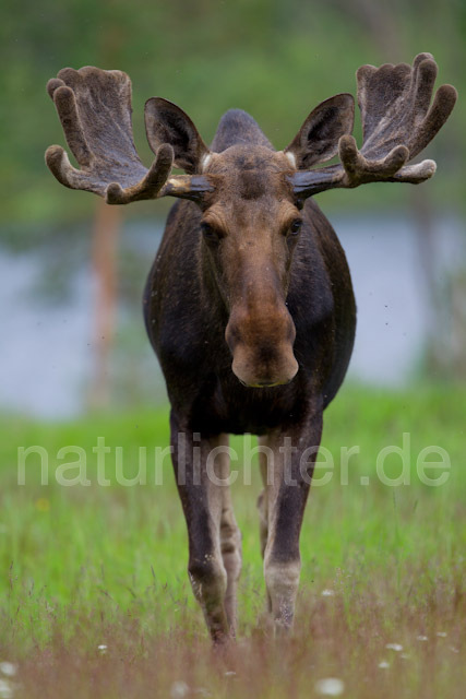 R7732 Elch, Moose, Eurasian elk - Christoph Robiller