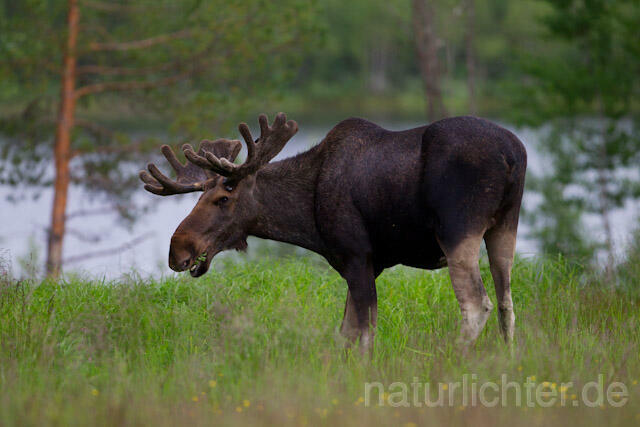 R7734 Elch, Moose, Eurasian elk - Christoph Robiller