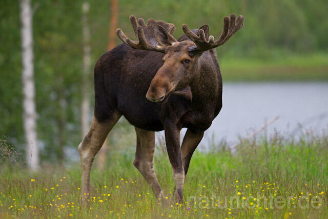 R7735 Elch, Moose, Eurasian elk - Christoph Robiller
